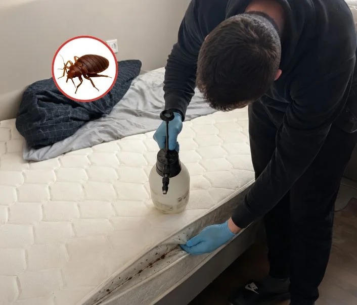 Technicien traitant un matelas contre les punaises de lit à Guerville